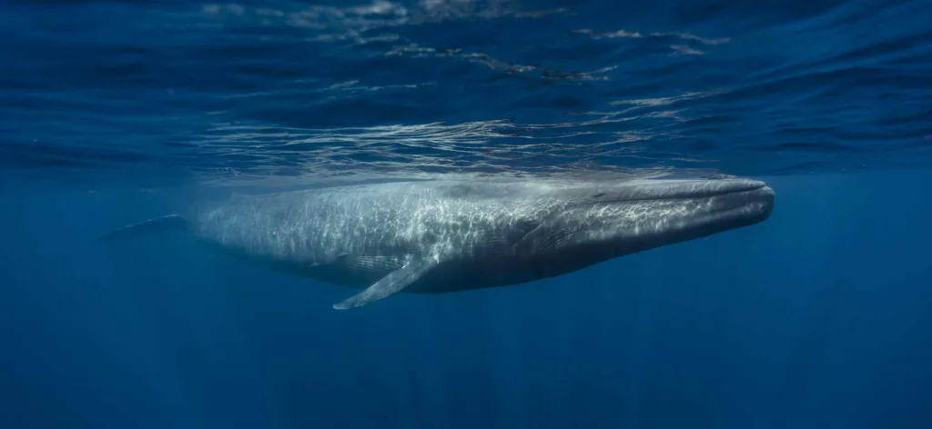 Blue Whale
Endangered Species