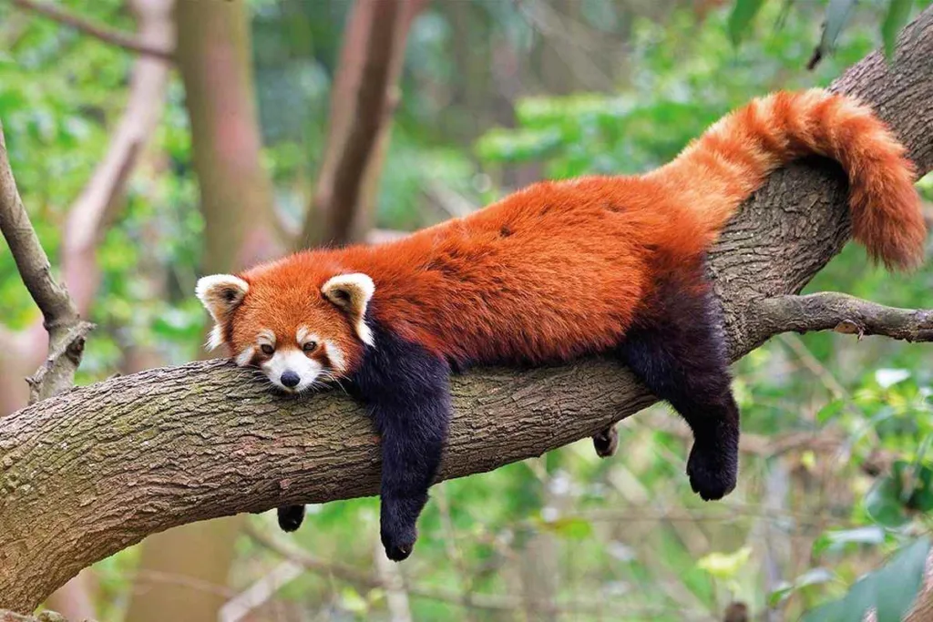 Red Panda
Endangered Species
