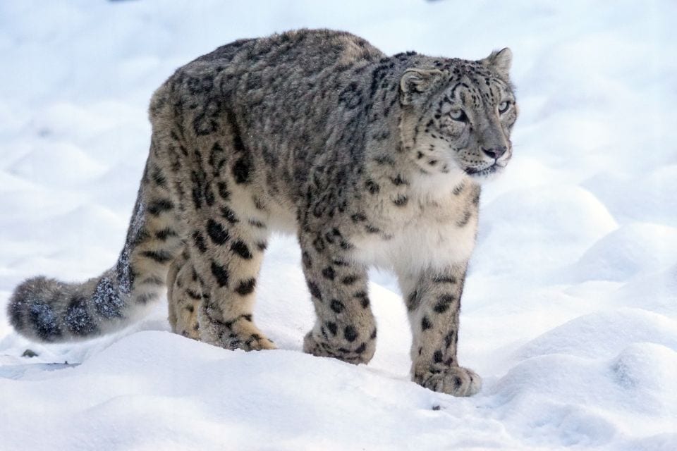Snow Leopard
Endangered Species
