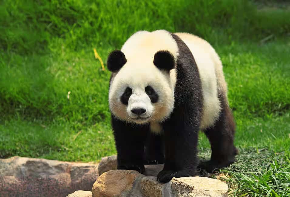 Giant Panda